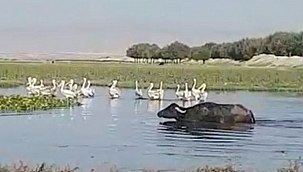 Sultan Sazlığındaki Mandalardan Gelen Şifa 