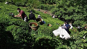 Yaş Çay alım fiyatları açıklandımı? Çay alım fiyatları ne kadar? Yaş çay alımları yeniden başladımı?