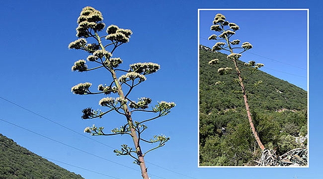 Yüzyıl ağacı hazin sona yaklaşıyor