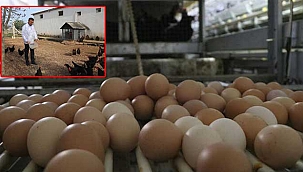 Yumurta kabuklarında 'salmonella bakterisi' Aman Dikkat! 