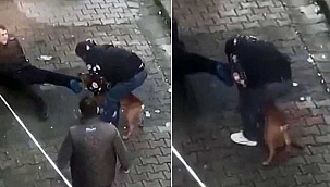 Pitbull cinsi köpek...