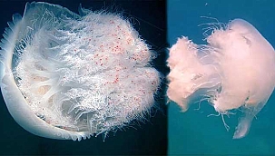 Akdeniz sahillerindeki artan denizanaları için flaş uyarı! 'Temastan kaçının'