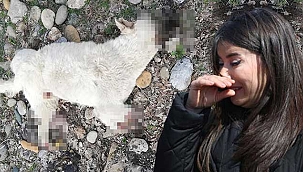 Vicdanları sızlatan görüntü! Sokak köpeğine...