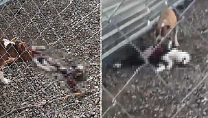 Bakım merkezindeki şoke eden görüntülere inceleme!