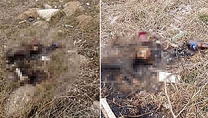 Boş arazide bir kediye...