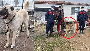 Çaldığı köpeği tanınmaması için siyaha boyadı!
