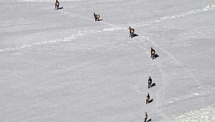 Dünyada en nadir görülen dağ keçisi türü Tunceli’de görüntülendi 
