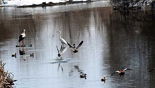 Göçmen kuşlar Kars'a gelmeye başladı