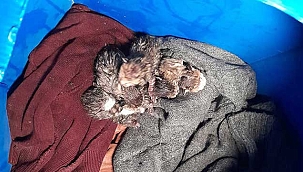 İtfaiye ekipleri alevlerin arasından 4 kişi ile 6 yavru kediyi...