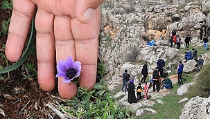 Mezopotamya sümbülü' için 6 kilometre yürüdüler