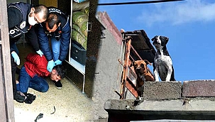 Pitbull cinsi köpeklerle korunan torbacıya operasyon!