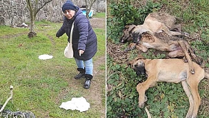 Tavuk yiyen 5 köpeğin şüpheli ölümüne soruşturma