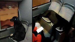 'Zeytin' adlı köpek otobüste yolculuk yaptı