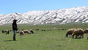 Aylık 7 bin liraya çoban bulamadılar! Nöbet sistemi...