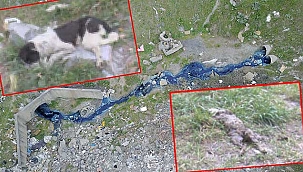 Baraja dökülen derede zehir iddiası! Hayvanlar...