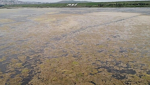 Büyükçekmece de yosun istilası 