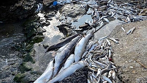 'Can çekişen' Küçükçekmece Gölü için kurtarma projesi