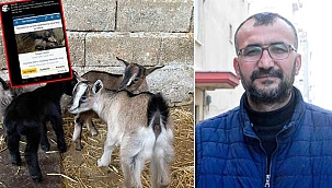 Cüce keçisini satmak isterken 'Hayvan Tacizcisi' oldu