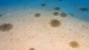 Denizanası popülasyonu ile ilgili flaş açıklama!