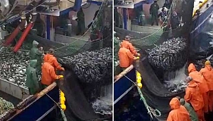 Ege Denizi'ndeki ağlarda balık bolluğu