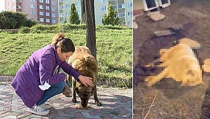 Flaş Haber! Zehirli et verilen köpekler...