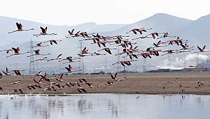Kayseri'de flamingolar, eşsiz güzel görüntüler oluşturdu