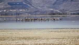 Kayseri'deki Sultan Sazlığı Milli Parkı'nda turnalar görüntülendi