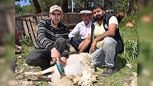 'Koyun berberi' talebe yetişemiyor