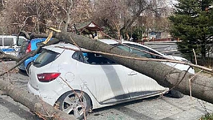 Kuvvetli rüzgar; ağaçlar araçların üzerine devrildi