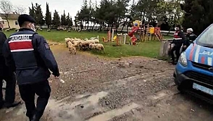 Kuzularıyla jandarma buluşturdu