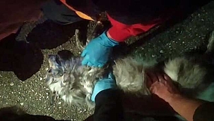 Sağlık görevlileri yangından etkilenen köpeğe kalp masajı yaptı