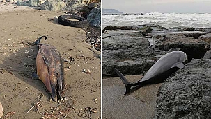 Sahile 2 ölü yunus daha vurdu