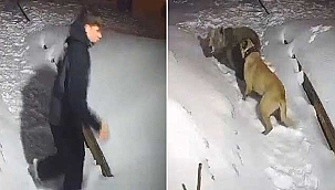 Şok görüntüler!Görüntülediği ayıların saldırısına uğradı 