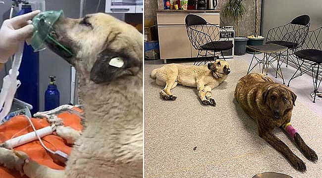 Sokak köpeklerini 4 gün arayla ikinci kez zehirlediler