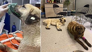Sokak köpeklerini 4 gün arayla ikinci kez zehirlediler