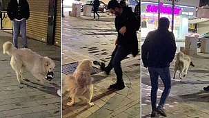 Teravih namazına gelen kişinin ayakkabısını götüren köpek...