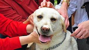 TSK'nın bomba arama köpeği Afi öğrencilerin 'can dostu' 