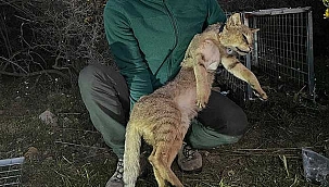 Türkiye'nin ikinci uydu vericili saz kedisi 'Seçin'...