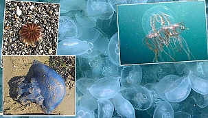 Uzmanlar Uyardı! İşte tehlikeli denizanaları...