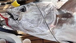 Yakaladıkları 100 kiloluk orkinosu...