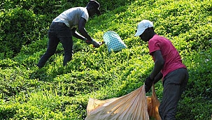 Afrikalı işçiler çay hasadında