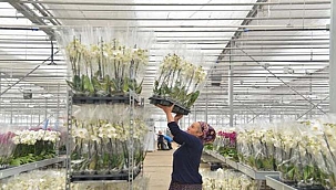  Anneler Günü'nde en ucuz orkide 150 TL