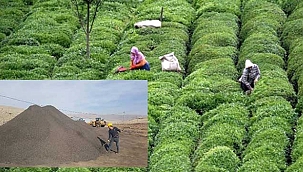 Çay Üretimine Develiden Leonardıt Desteği