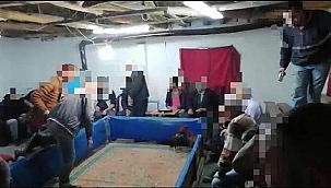 Horoz dövüştüren 31 kişiye ceza yağdı