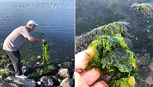 'İzmir Körfezi, marul tarlasına dönüştü