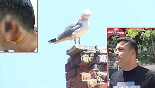 Kavgada kopan kulağını martı kaptı! 