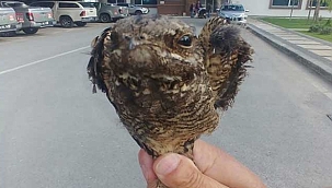 Kayseri'de yaralı bulunan çobanaldatan kuşu...