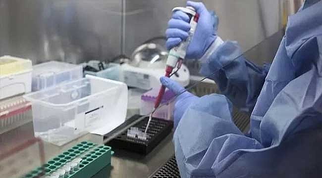 Maymun çiçeği virüsü nedir? Hangi ülkelerde görüldü?