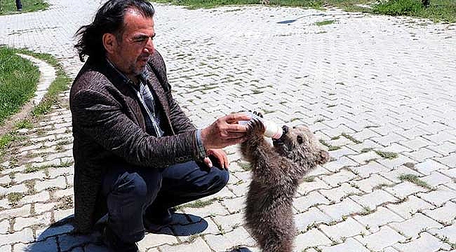 Öksüz yavru ayı doğaya bırakılmayacak!