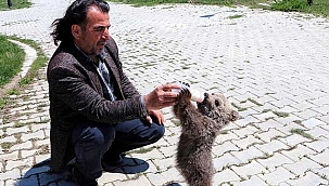 Öksüz yavru ayı doğaya bırakılmayacak!